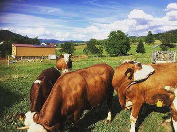 Bauernhof für 4 Personen, mit Whirlpool und Garten sowie Sauna in Mittlerer Schwarzwald