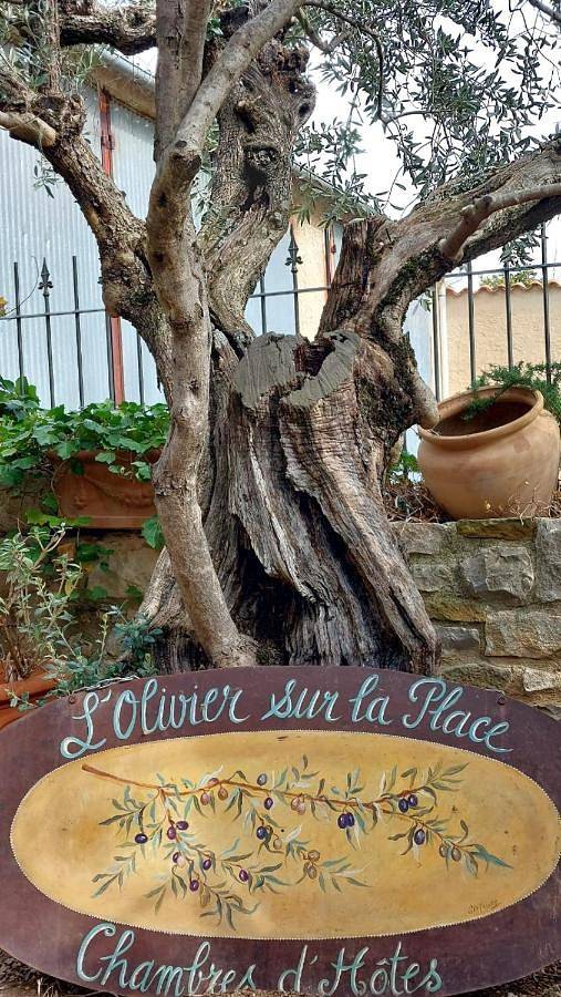 L'olivier sur la place in La Rochegiron, Région de Forcalquier