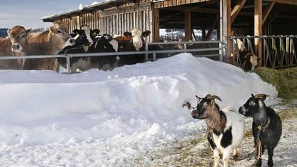 Hütte für 4 Personen in Krumbach (Vorarlberg), Allgäuer Alpen (Österreich), Bild 2