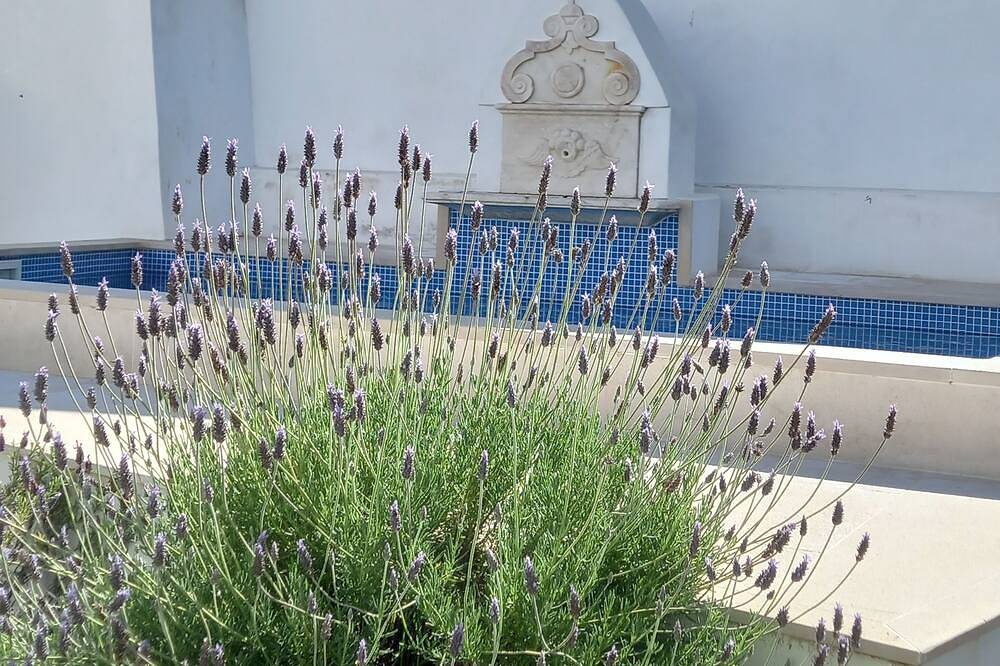 Páteo dos Oliveira - Casa da Cocheira, foto 11