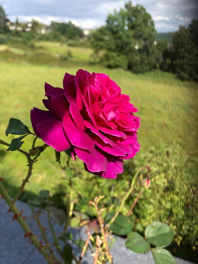 Ferienwohnung für 4 Personen, mit Seeblick und Ausblick sowie Garten in Kreuzau - 4