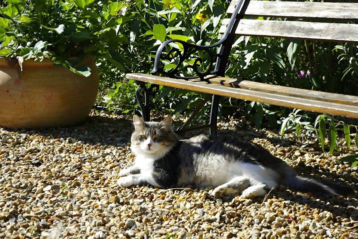 Location de vacances pour 3 personnes, avec jardin, animaux acceptés dans la Sarthe - 4