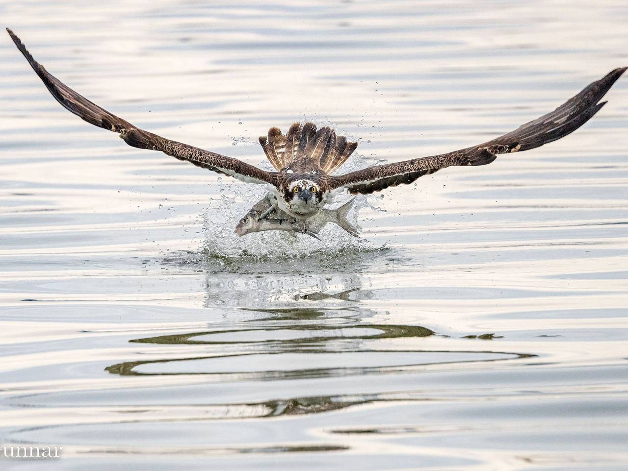 Ferienhaus Nossentiner Heide - Ferienhaus Ellie in Hohen Wangelin, Mecklenburgische Seenplatte