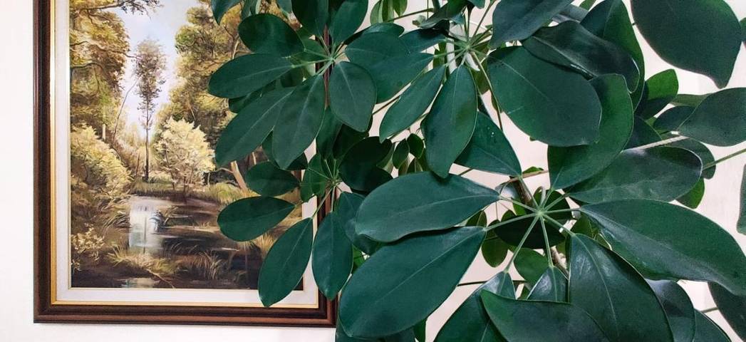 Chambre d’hôte pour 2 personnes, avec jardin à Tirana - 2