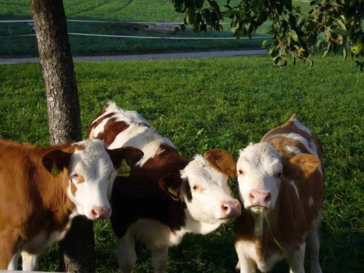 Bauernhof für 5 Personen, mit Seeblick und Balkon, kinderfreundlich in Bernau am Chiemsee - 3