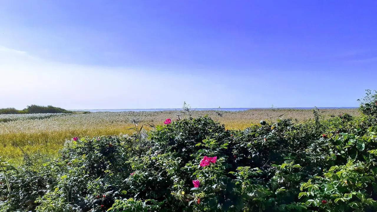 Ferienhaus für 4 Personen (48 m²) in Skjern in Skjern, Ringkøbing Fjord