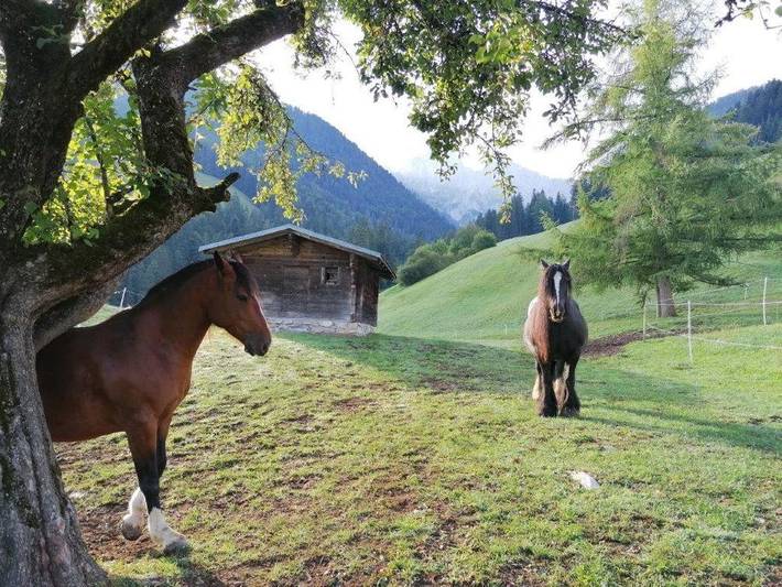 Chambre d’hôte pour 4 personnes, avec vue ainsi que jardin et terrasse à Château-d' Œx - 3